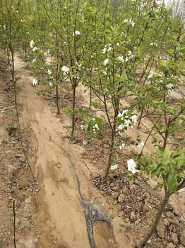 江苏鸡心果苗种植基地品种