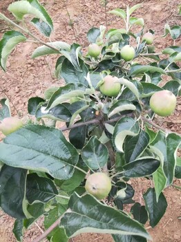 西藏苹果苗批发品种