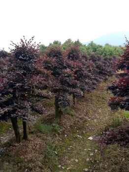 宜昌红花继木造型基地批发苗圃红花继木造型