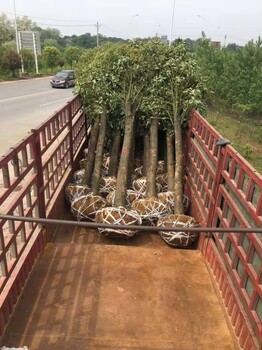 宜春香樟種植地現(xiàn)貨供應(yīng)樟木