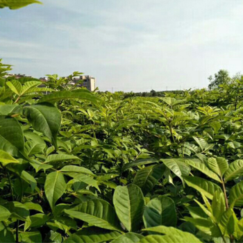 浙江衢州中花吳茱萸苗基地苗木