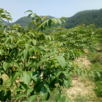 江西鹰潭中花吴茱萸苗价格