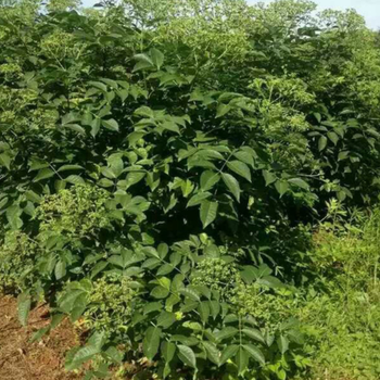 安徽宣城中花吳茱萸苗基地苗木