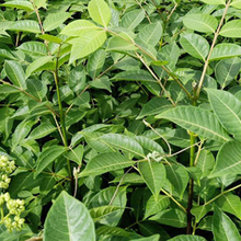 贵州中花吴茱萸苗