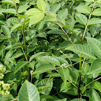 浙江湖州中花吳茱萸苗基地
