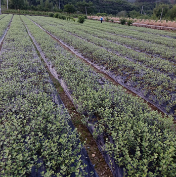 襄阳单叶蔓荆子苗基地单叶蔓荆