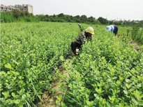 成都单叶蔓荆子苗基地单叶蔓荆图片2