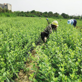 安顺单叶蔓荆子苗价格单叶蔓荆苗木