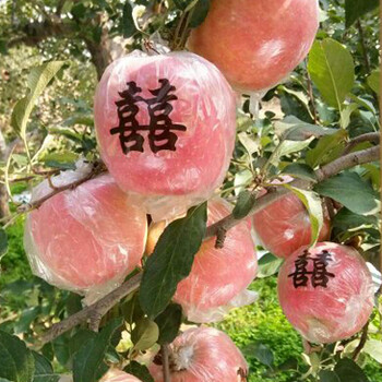 青岛苹果新价格