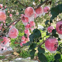 湖州苹果基地直销图片