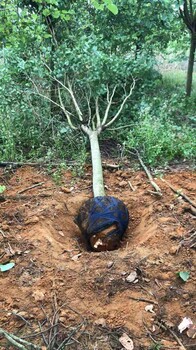 眉山供應(yīng)宮粉紫荊地苗批發(fā)價格宮粉紫荊
