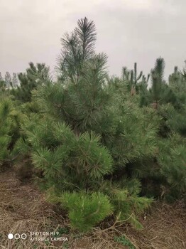 北京從事黑松種植價格品種
