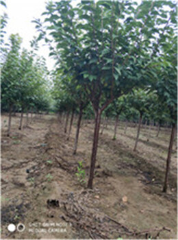 青島櫻花樹(shù)種植技術(shù)品種