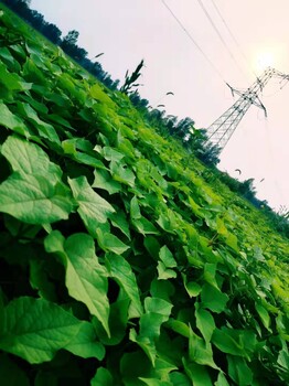 山东梓树裸根苗基地批发