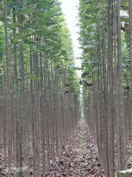 北京楸樹嫁接苗種植基地