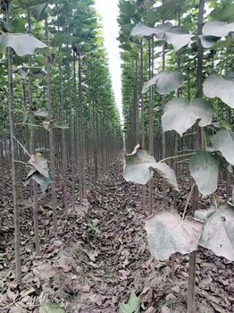 商丘楸樹嫁接苗5公分價格