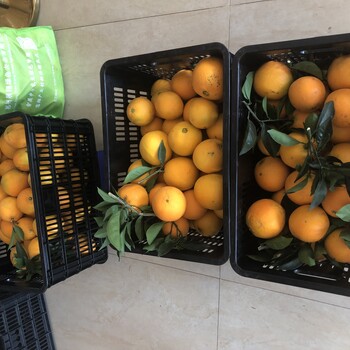 大量供应绿色安全脐橙寻找批发商代理