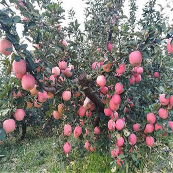 攀枝花矮化蘋果苗報(bào)價(jià)