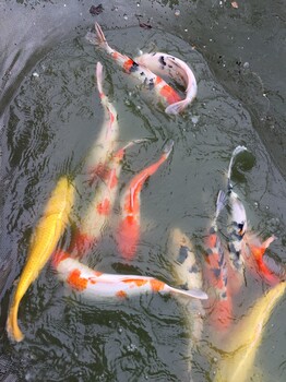 蘇州錦鯉養(yǎng)殖場