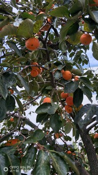 寧夏柿子苗報(bào)價(jià)品種