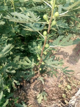 江西從事無花果苗批發(fā)價格品種