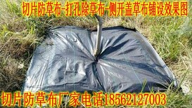 长沙果园打孔防草布园艺地布聚丙烯除草布1亩成本图片2