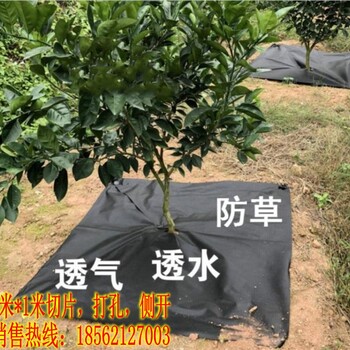 永州果園打孔防草布除草布使用效果