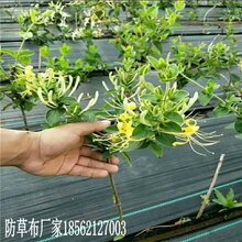 六安温室大棚除草布防草布铺设成本图片