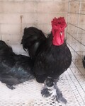 元宝鸡商品元宝鸡元宝鸡供应商观赏珍禽养殖场