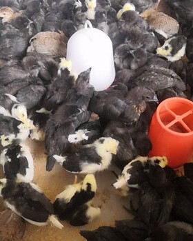 鸡苗批发市场珍禽养殖场特种珍禽有多少鸡苗孵化场