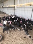 火鸡养殖观赏火鸡价格火鸡养殖场珍禽养殖销售