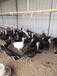 河北火雞養殖貝蒂娜火雞苗批發青銅火雞品種圖片觀賞珍禽養殖
