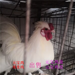 养殖观赏鸡观赏鸡品种元宝鸡的选择价格与品相