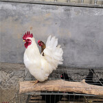 元宝鸡价格观赏珍禽元宝鸡出售优惠促销信誉保证种蛋孵化养殖