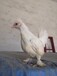 贵州元宝鸡养殖观赏鸡品种特种珍禽养殖场鸡苗孵化场
