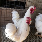 观赏珍禽养殖观赏鸡价格各种元宝鸡厂家批发波澜鸡种蛋鸡苗