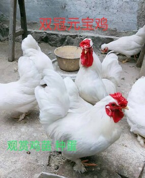 双冠白色元宝鸡价格黑色凤头观赏鸡图片观赏珍禽观赏鸡种蛋孵化器