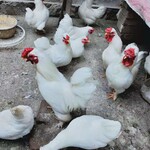 山东东营特种珍禽养殖场供应元宝鸡翻毛元宝鸡观赏鸡白桂鸡黑银鸡种蛋