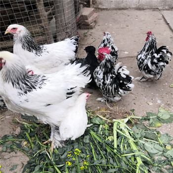 出售婆罗门鸡成年婆罗门鸡价格梵天鸡受精种蛋