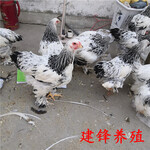 梵天鸡养殖三个月梵天鸡价格建锋养殖观赏鸡