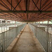猪场猪舍育肥专用全自动喂料机养猪自动化料线及配件