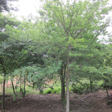 山东榉树种植基地图片