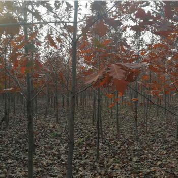 河南紅櫟苗出售