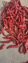 现在国内很多人进口印度的干辣椒，少则20吨，多则100吨。进口咨询/报关/物流