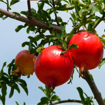 泰山大紅石榴苗優(yōu)缺點(diǎn)泰山紅石榴苗價(jià)格介紹