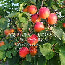 丰园红杏苗图片