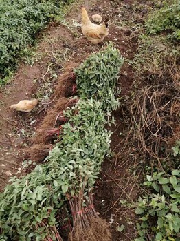 四川一年生金银花苗批发价格