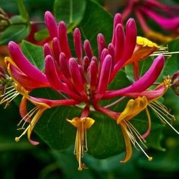 福建紅色金銀花多少錢