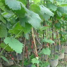 安徽聚农家庭农场葡萄苗种植品种齐全