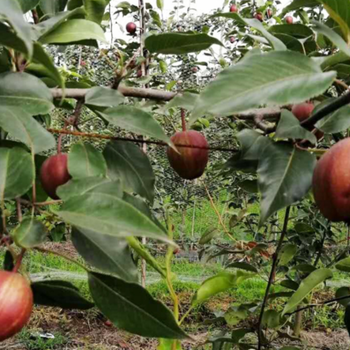 杭州梨苗种植基地